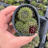 [PACK of 10 PLANTS] x Sempervivum arachnoideum 'Rubin'