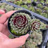 [PACK of 10 PLANTS] x Sempervivum arachnoideum 'Rubin'