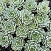 [PACK of 10 PLANTS] x Echeveria 'Nobaranosei' (Echeveria 'Alienor')