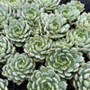 [PACK of 10 PLANTS] x Echeveria 'Nobaranosei' (Echeveria 'Alienor')