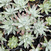 [PACK of 10 PLANTS] x Dudleya brittonii