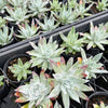 [PACK of 10 PLANTS] x Dudleya brittonii