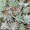 [PACK of 10 PLANTS] x Dudleya Candida