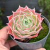 [PACK of 10 PLANTS] x Echeveria simulans 'Laguna Sanchez'
