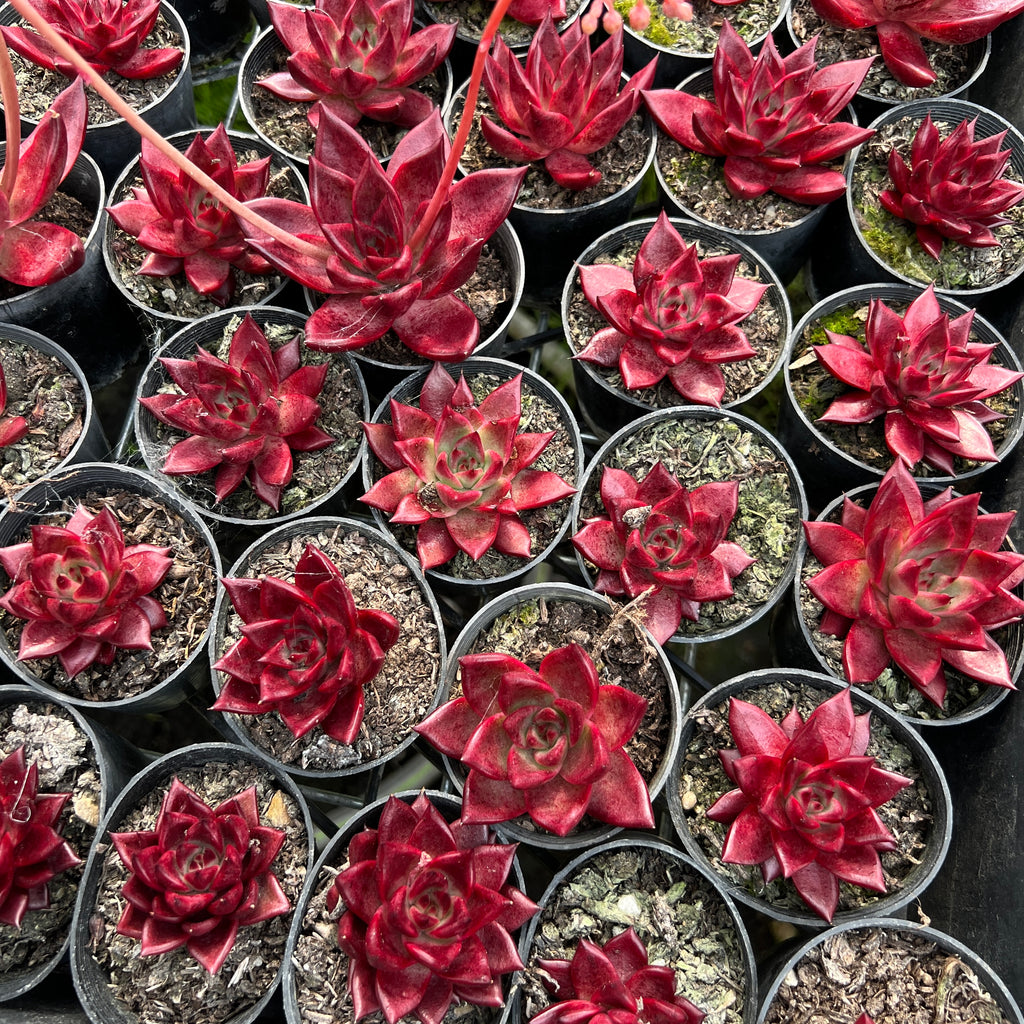 [PACK of 10 PLANTS] x Echeveria agavoides 'Romeo Rubin'