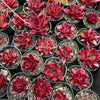 [PACK of 10 PLANTS] x Echeveria agavoides 'Romeo Rubin'