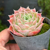 [PACK of 10 PLANTS] x Echeveria simulans 'Laguna Sanchez'