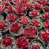 [PACK of 10 PLANTS] x Echeveria agavoides 'Romeo Rubin'