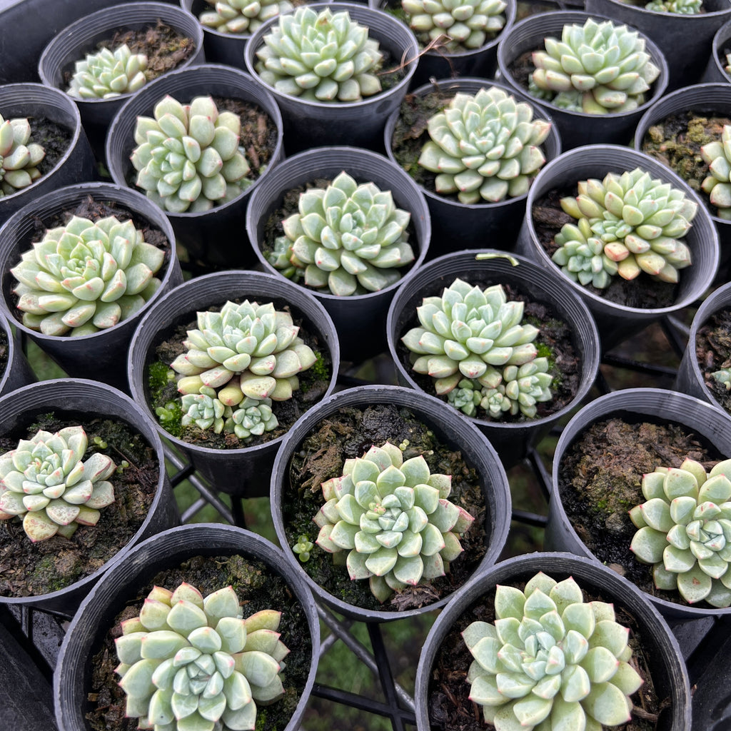 [PACK of 10 PLANTS] x Echeveria 'Subcorymbosa Lau 030'