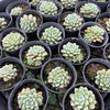 [PACK of 10 PLANTS] x Echeveria 'Subcorymbosa Lau 030'