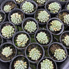 [PACK of 10 PLANTS] x Echeveria 'Subcorymbosa Lau 030'