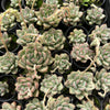 [PACK of 10 PLANTS] x Echeveria Aromatherapy