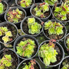 [PACK of 10 PLANTS] x  Crassula exilis ssp cooperi
