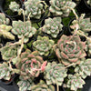 [PACK of 10 PLANTS] x Echeveria Aromatherapy