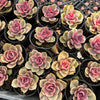 [PACK of 10 PLANTS] x Echeveria Rainbow West (XS)