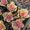 [PACK of 10 PLANTS] x Echeveria Rainbow West (XS)