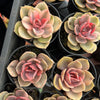 [PACK of 10 PLANTS] x Echeveria Rainbow West (XS)