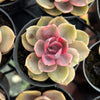 [PACK of 10 PLANTS] x Echeveria Rainbow West (XS)