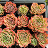 [PACK of 10 PLANTS] x Echeveria Snowflake "Angel"