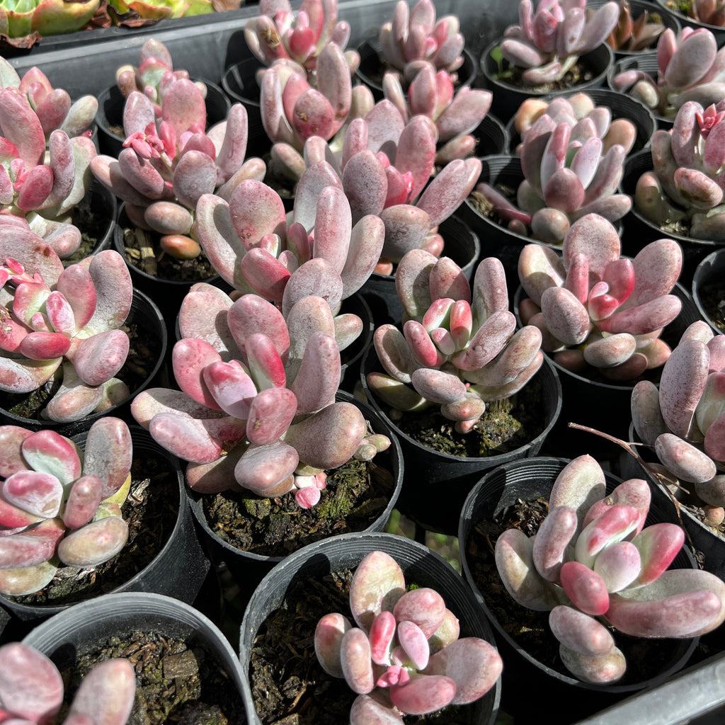 [PACK of 10 PLANTS] x Pachyphytum glutinicaule (lot of marks)