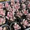 [PACK of 10 PLANTS] x Pachyphytum glutinicaule (lot of marks)