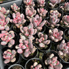 [PACK of 10 PLANTS] x Pachyphytum glutinicaule (lot of marks)