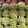 [PACK of 10 PLANTS] x Echeveria 'Monroe Chanel'