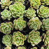 [PACK of 10 PLANTS] x Echeveria 'Monroe Chanel'