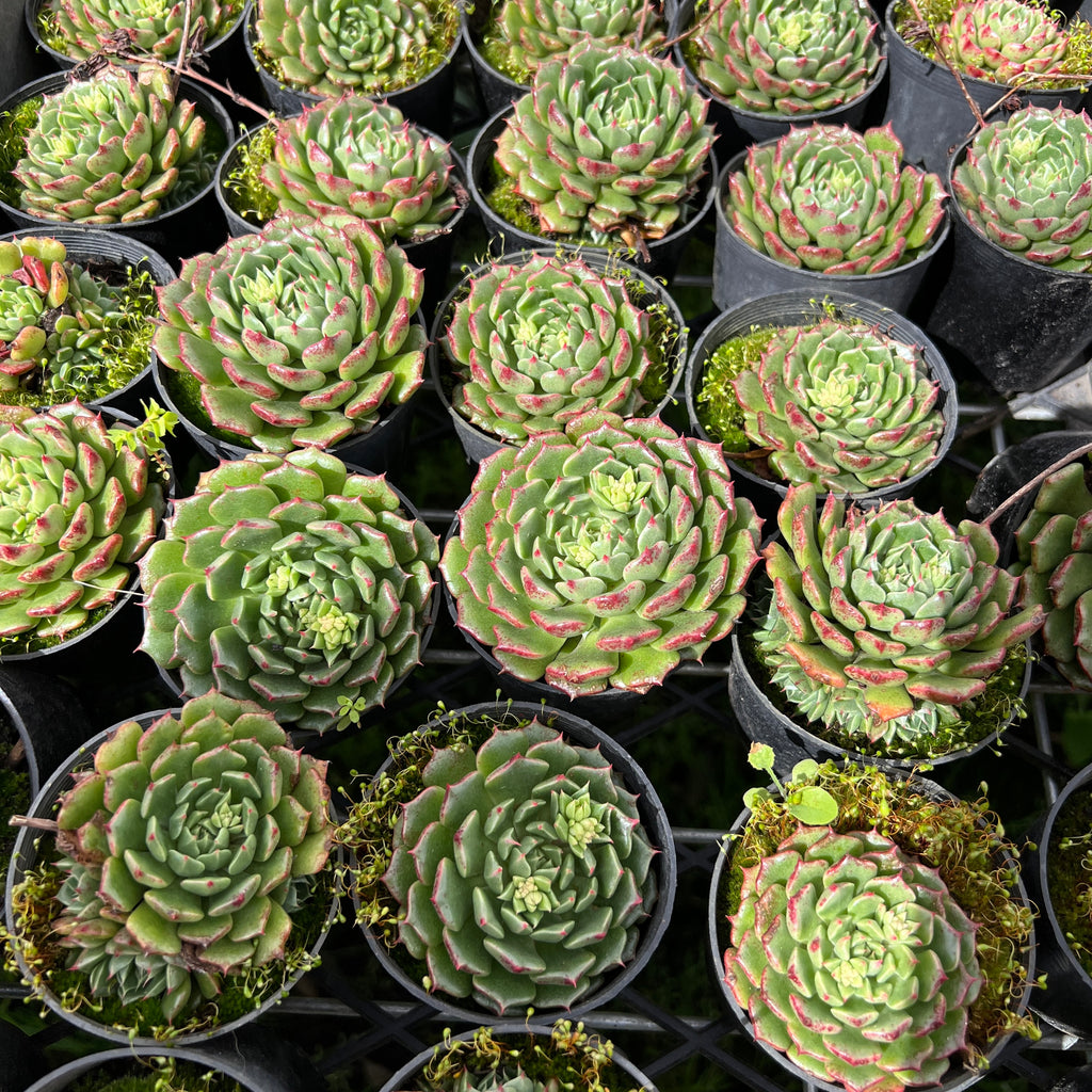 [PACK of 10 PLANTS] x Echeveria 'Bini Ouhikou'