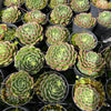 [PACK of 10 PLANTS] x Echeveria 'Bini Ouhikou'