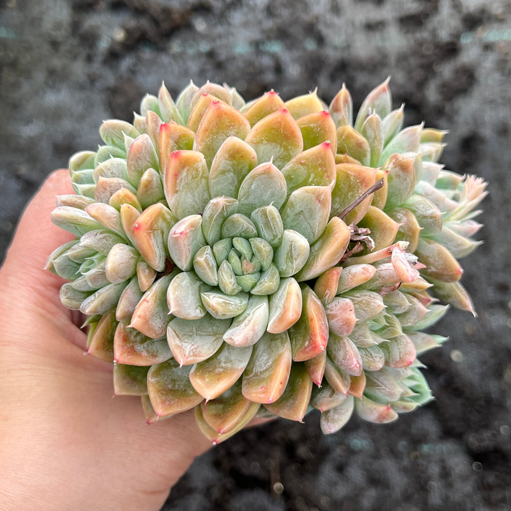 dollybelle succulent Echeveria 'Doll Barbie' – LET LOVE GROW (Succulent & Cactus)