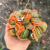 (CLUSTER) Haworthia truncata hybrid - Type 1