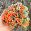 (CLUSTER) Haworthia truncata hybrid - Type 1