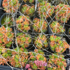 (CLUSTER) Haworthia truncata hybrid - Type 4