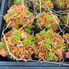 (CLUSTER) Haworthia truncata hybrid - Type 4