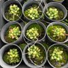 [PACK of 10 PLANTS] x Haworthia turgida var. suberecta