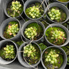 [PACK of 10 PLANTS] x Haworthia turgida var. suberecta