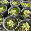 [PACK of 10 PLANTS] x Haworthia retusa 'mutica'