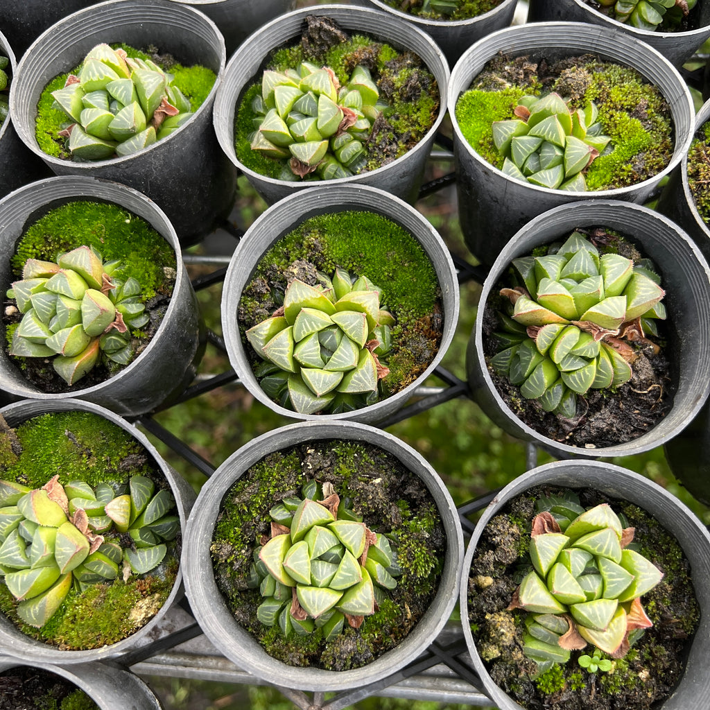 [PACK of 10 PLANTS] x Haworthia retusa 'mutica'