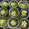 [PACK of 10 PLANTS] x Haworthia retusa 'mutica'