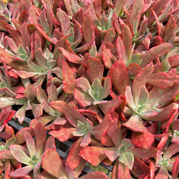 [WHOLESALE] PACK of 10 PLANTS x Echeveria 'Diamond State' Variegated