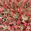 [PACK of 10 PLANTS] x Echeveria 'Diamond State' Variegated