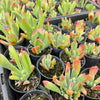[PACK of 10 PLANTS] x Kalanchoe oricula 'USZY FIONY'