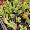 [PACK of 10 PLANTS] x Kalanchoe oricula 'USZY FIONY'