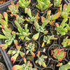 [WHOLESALE] PACK of 10 PLANTS x Kalanchoe oricula 'USZY FIONY'