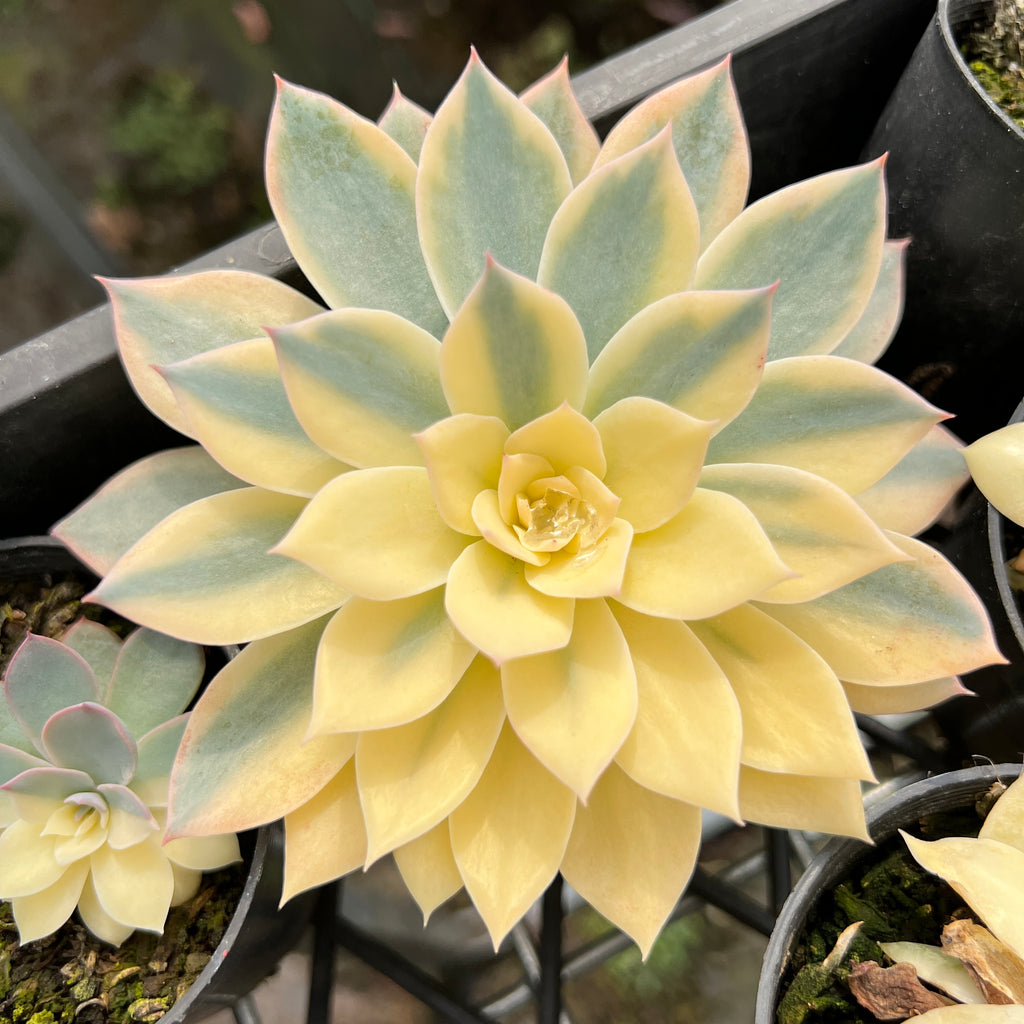 [PACK of 10 PLANTS] x Echeveria Subsessilis Variegated