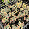 [PACK of 10 PLANTS] x Cotyledon Orbiculata cv. Long Leaf Variegated