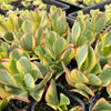 [PACK of 10 PLANTS] x Crassula arborescens 'Blue Bird' Variegata