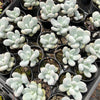 [WHOLESALE] PACK of 10 PLANTS x Pachyphytum oviferum 'Moonstones'