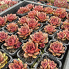 [PACK of 10 PLANTS] x Echeveria Mina